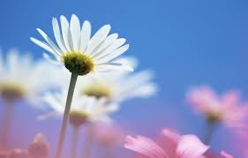 daisy